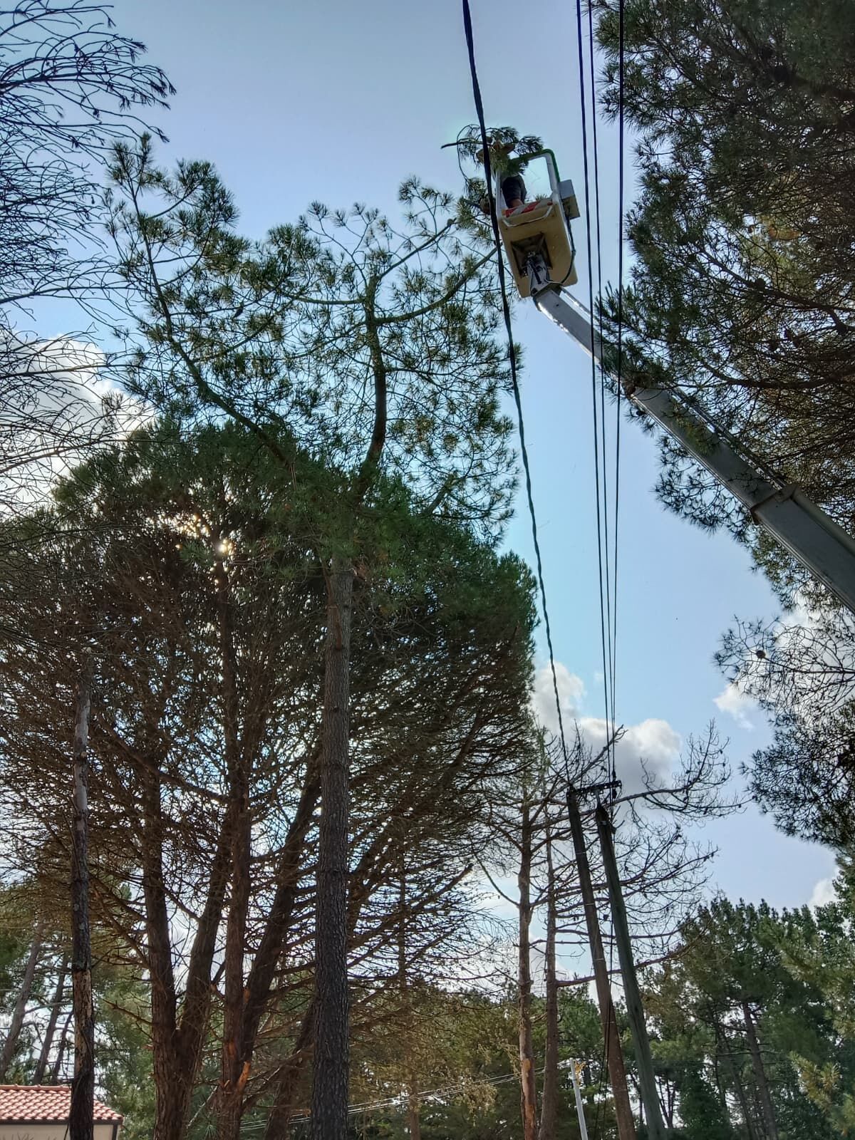 Johnny Helfrick en nacelle pour un élagage près des lignes électriques à Saumur