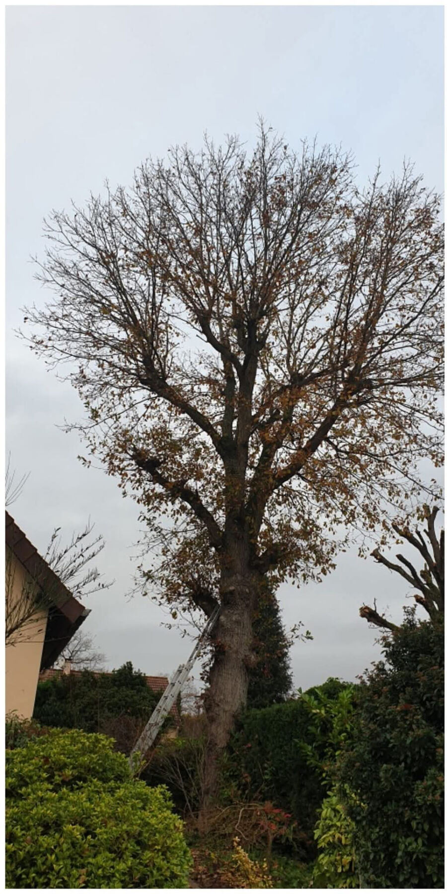 Élagage d'un arbre à Saumur par Johnny Helfrick – avant