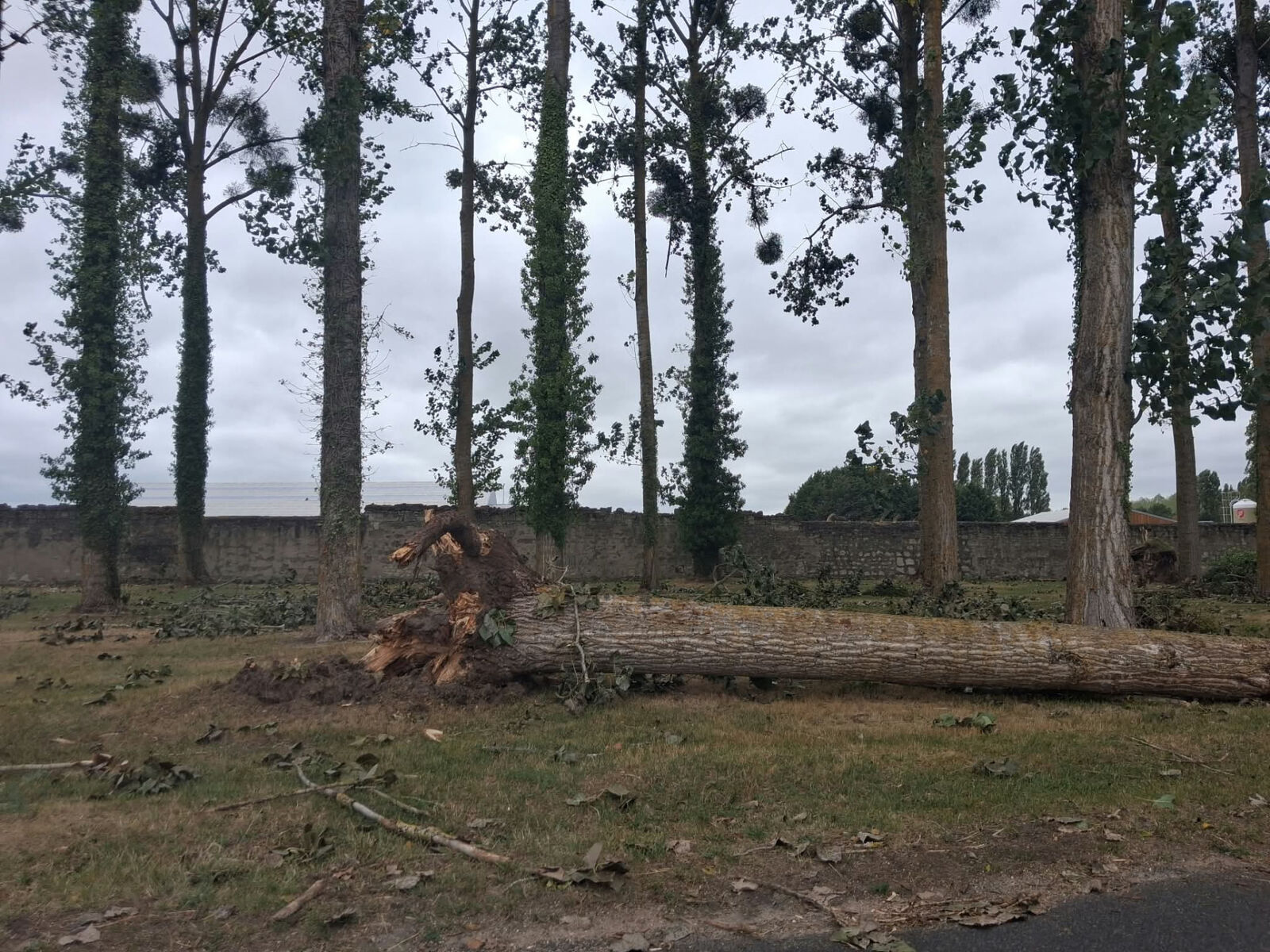 Abattage d'arbres dangereux près de Saumur